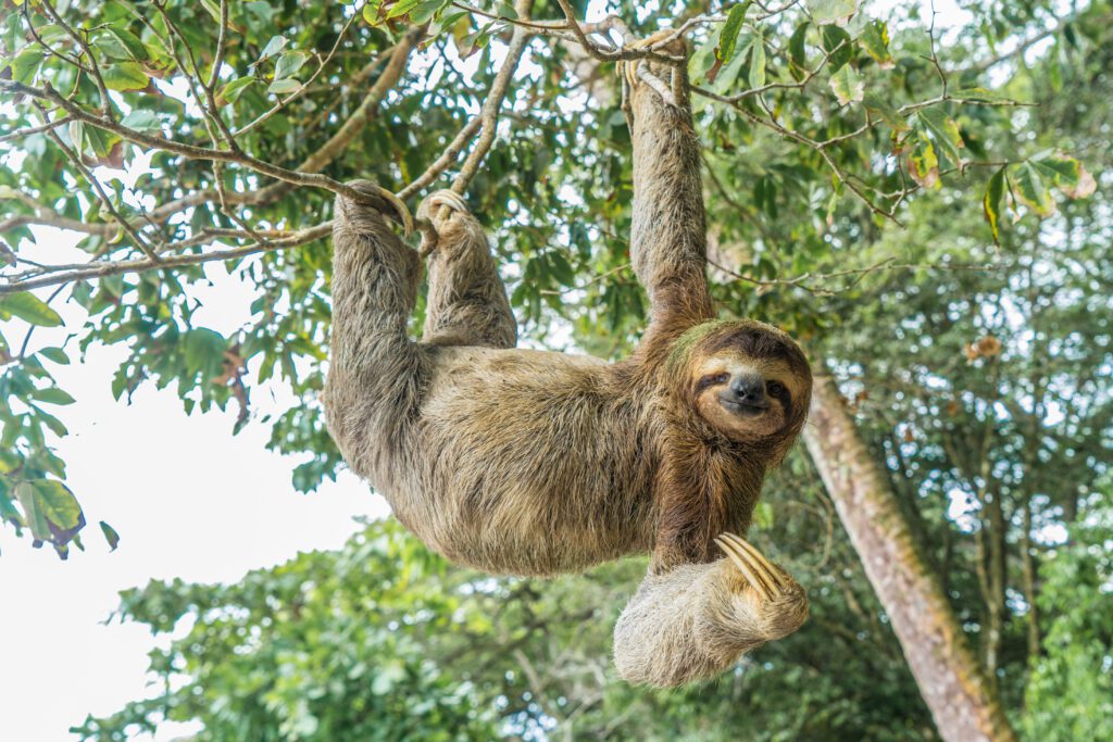 Costa Rica Sloth hanging one-armed from tree