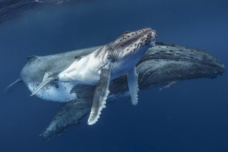 a humpback whale and her calf swim close together in clear water