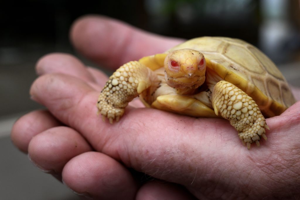 a unique albino baby tortoise sits in someones hand