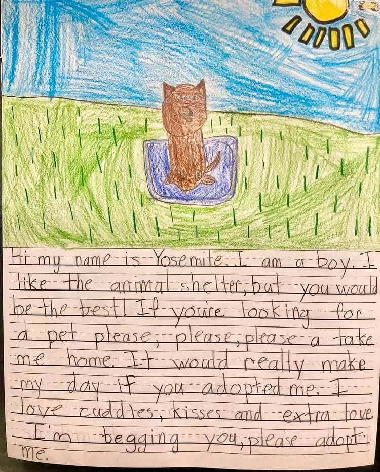 one of the letters written on behalf of shelter pets featuring a bright and cute drawing of a cat in a bed outside