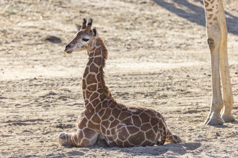 Young giraffe rests on the ground at the San Diego Zoo