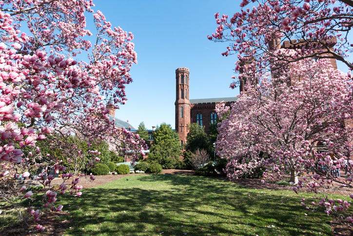 A Spring view of the Tulip Magnolias blooming at the Smithsonian Castle on a sunny morning in April.