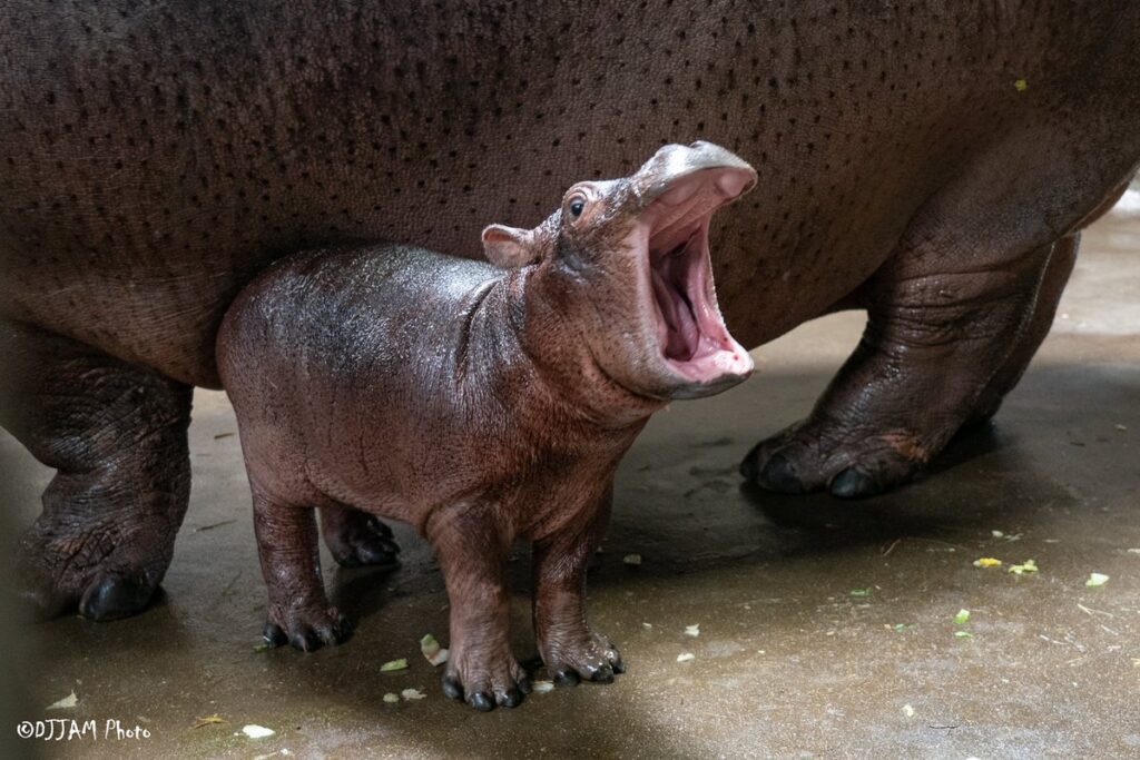 Baby hippo fritz stands by his mother with his mouth open wide at the Cincinnati Zoo