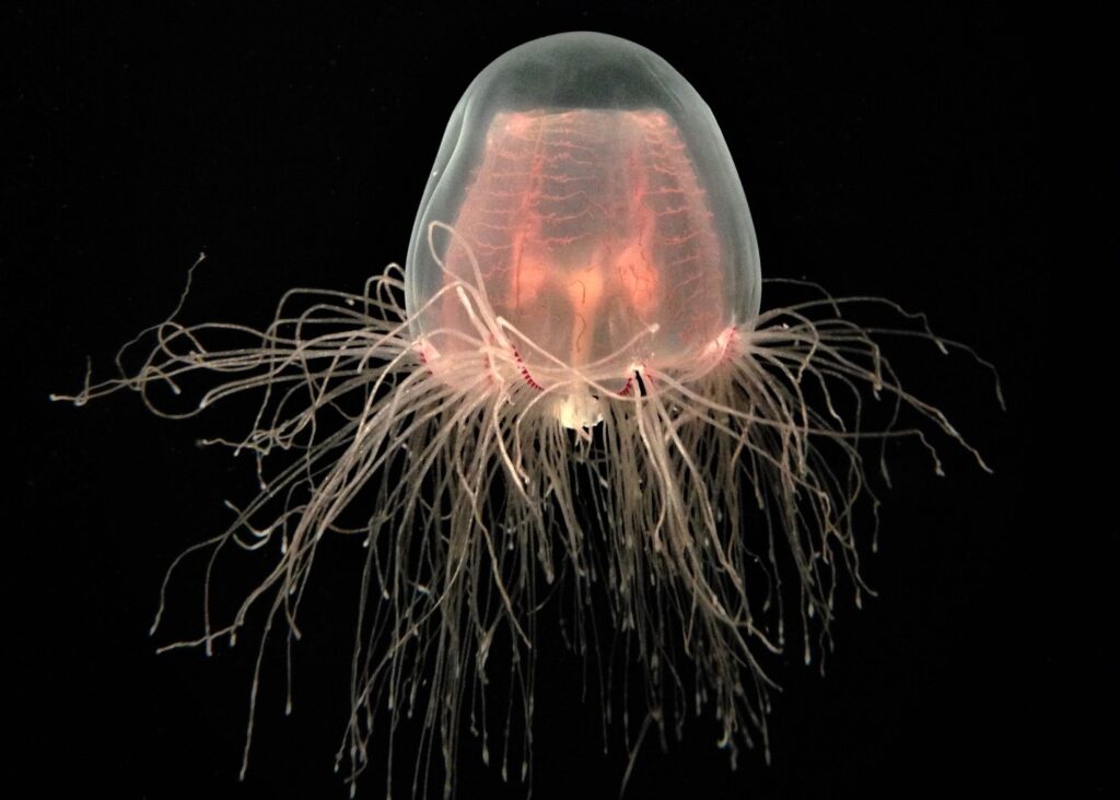 a transparent and electric-looking immortal jellyfish mid-swim in the deep blackness of the ocean