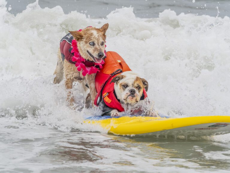 Two dogs surfing together on a yellow board