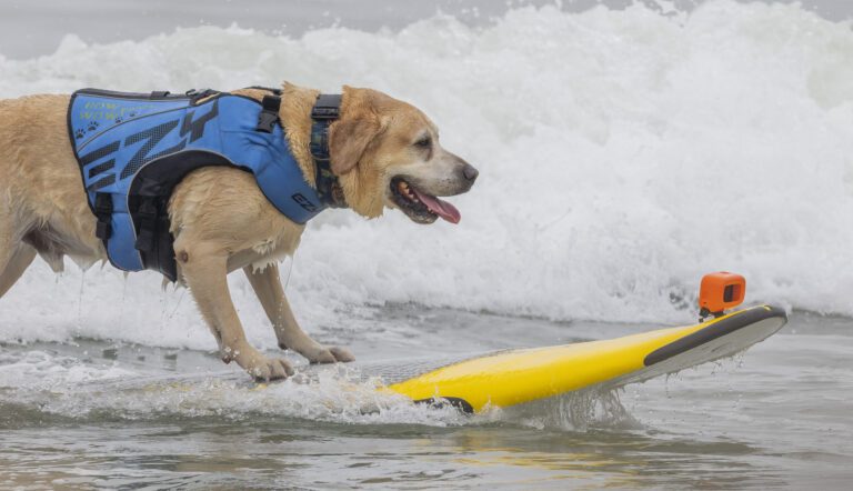 A smiling golden retriever stands up on a surfboard in the water