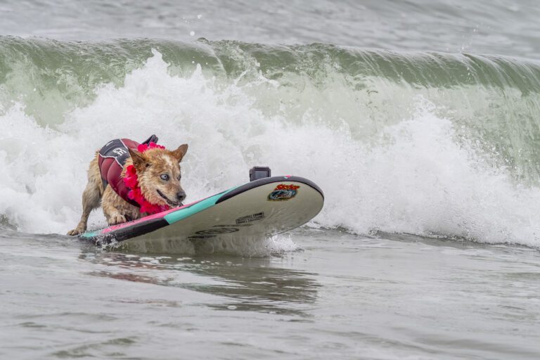 an older dog rides a wave on a surfboard