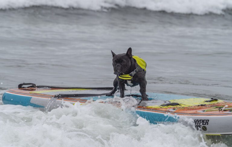 a black french bulldog wearing a yellow life vest stands up on a surfboard in the water