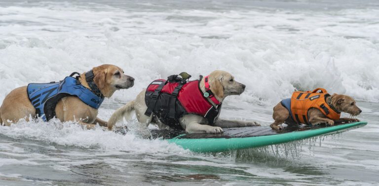 Two big dogs and a small dog all ride one surfboard together