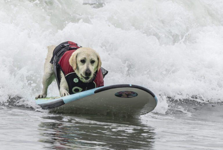 A yellow labrador retriever wears a life vest and crouches on a surfboard
