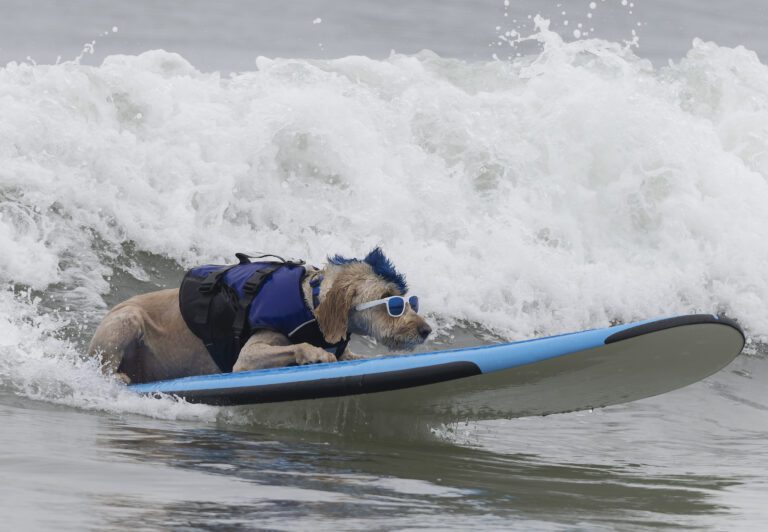 A medium sized dog with a blue mohawk wears goggle and a life vest as he goes surfing