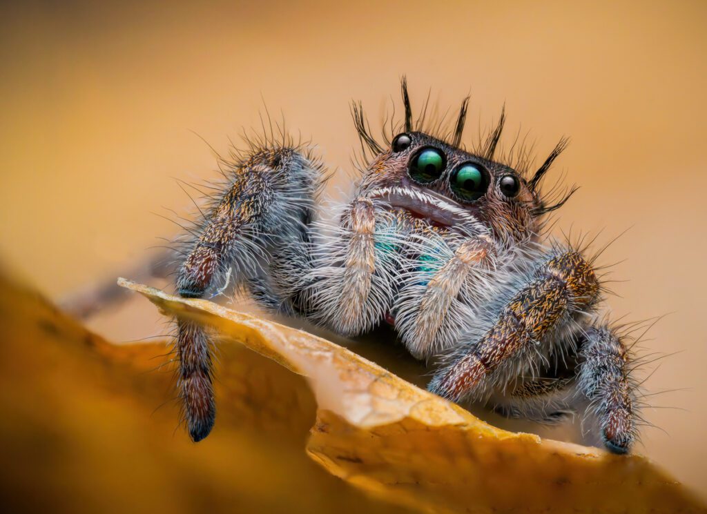 Beautiful macro of female spider Phidippus spec. Ometepe