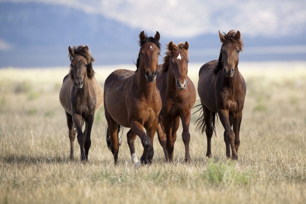 four brown wild horses on a plain face the camera mid-walk