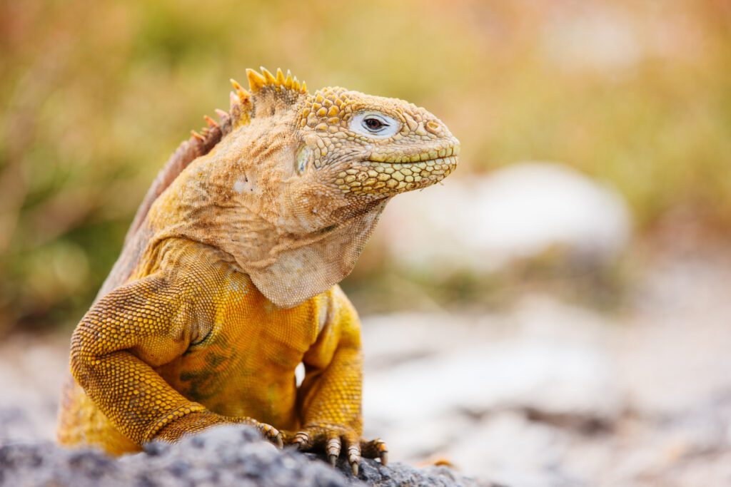 An orange Galapagos land iguana sits on a rock close to camera. Its face is turned to the side