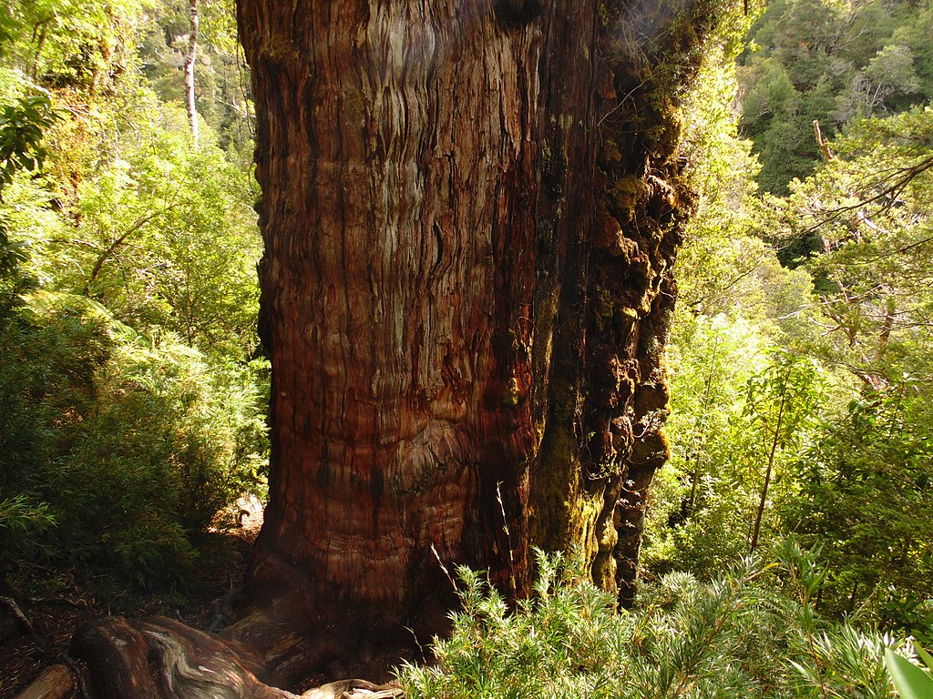 world's oldest living tree