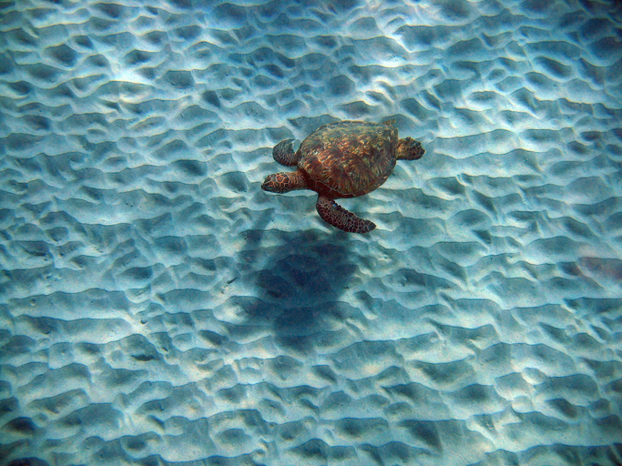 Sea Turtle Swimming Underwater