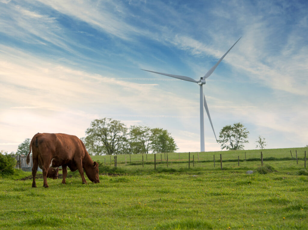 Beautiful summer landscape with cow and wind turbine