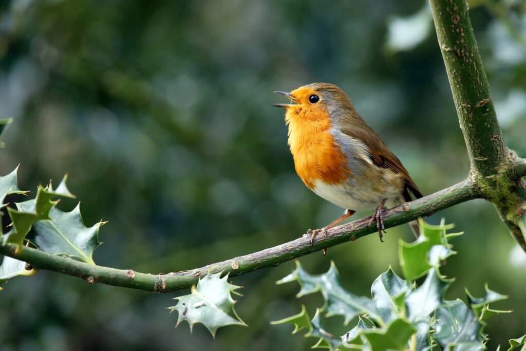 A yellow-throated robin perched on a branch singing birdsong