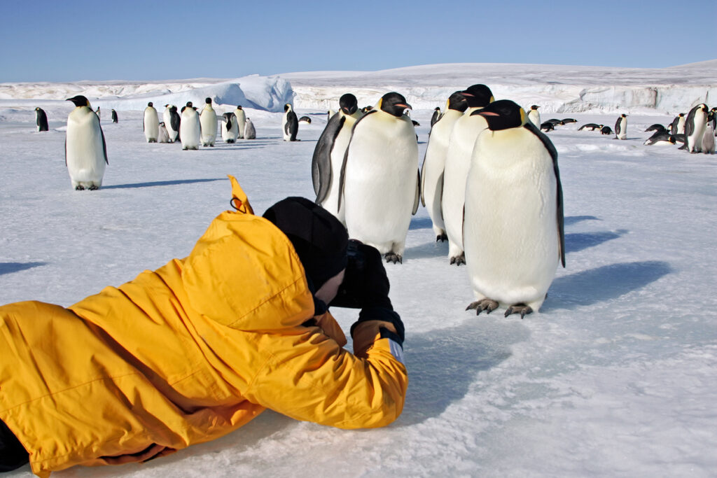 a person lies on their stomach on the ice to take a picture of a group of penguins in Antarctica