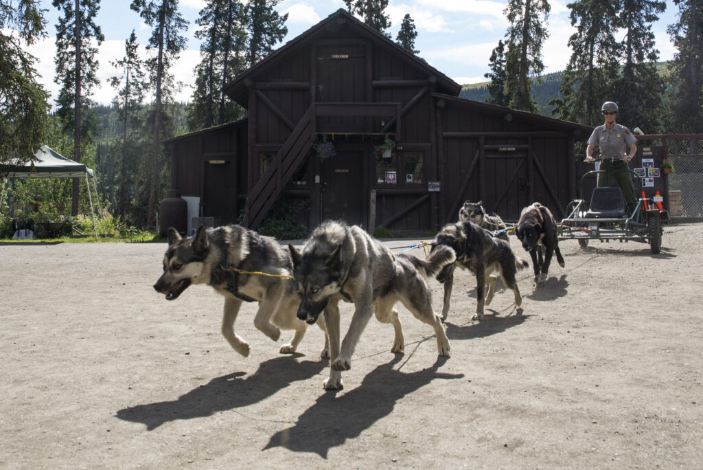 a team of sled dogs in motion at Alaska's Denali park