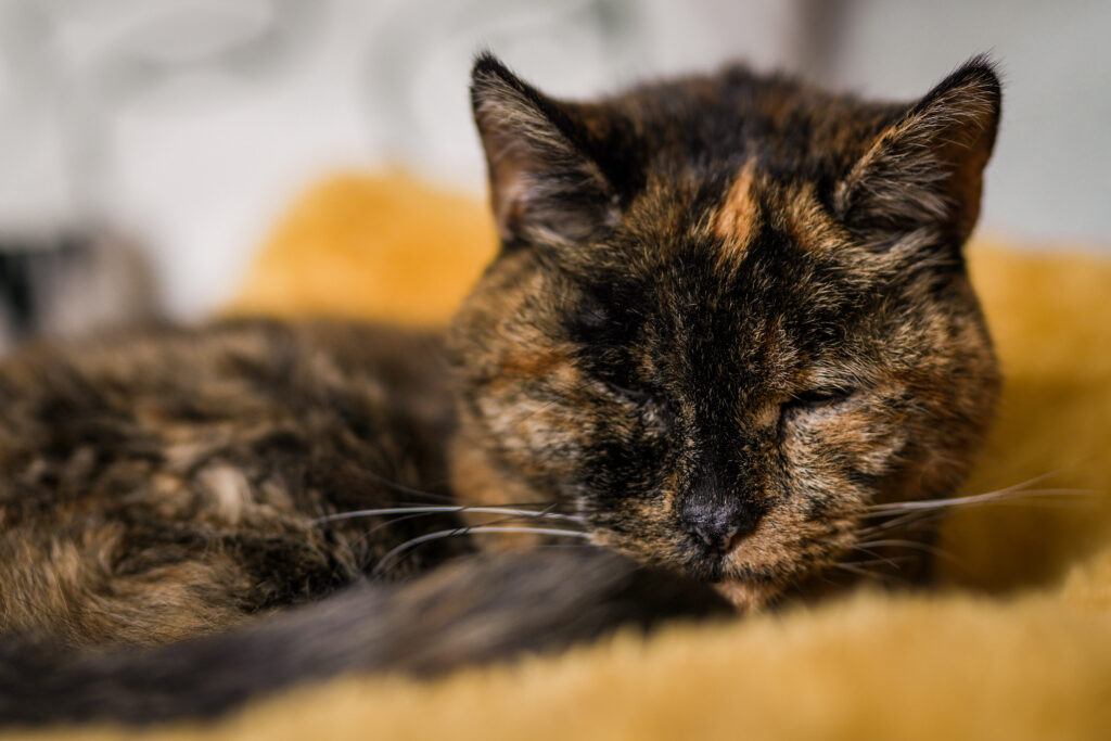 Flossie, the world's oldest cat, is brown and black with small ears. She sits curled up with her eyes closed on a yellow blanket.
