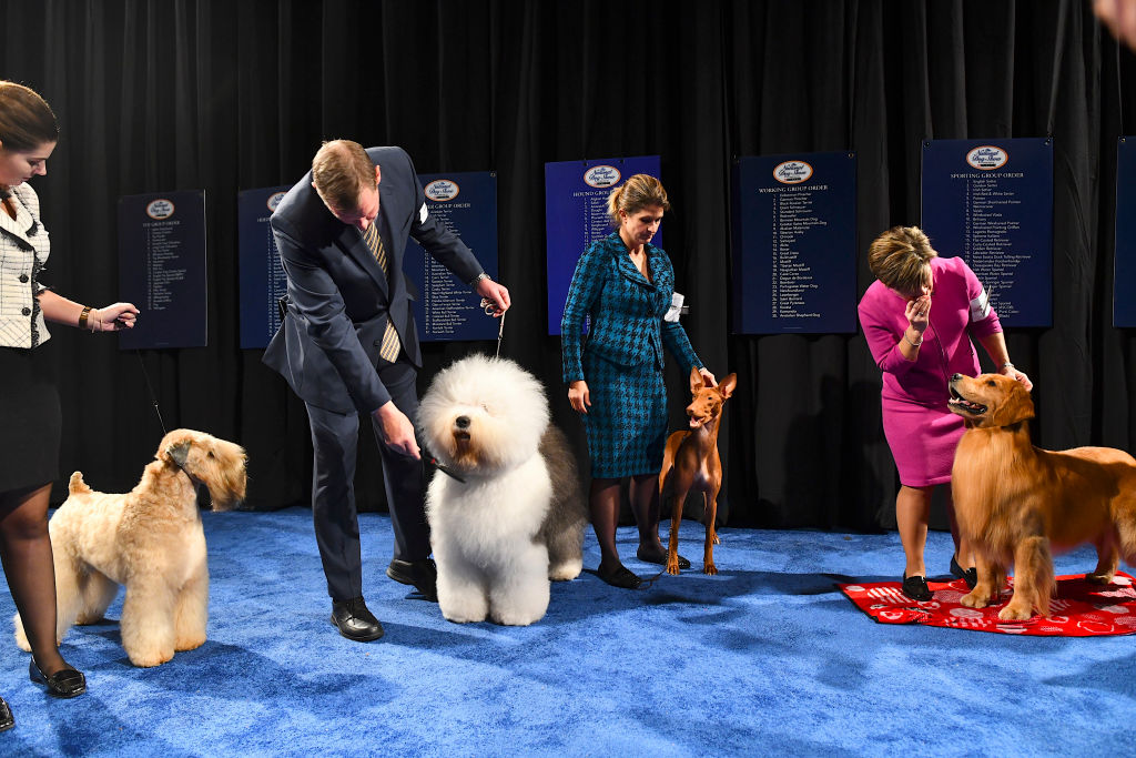 "Best in Group" dogs wait backstage before competing for the "Best in Show" award that a Bulldog named "Thor" won at the Greater Philadelphia Expo Center on November 16, 2019 in Oaks, Pennsylvania. Featuring over 2,000 dog entrants across 200 breeds, the National Dog Show, now it its 18th year, is televised on NBC directly after the Macy's Thanksgiving Day parade and has a viewership of 20 million.