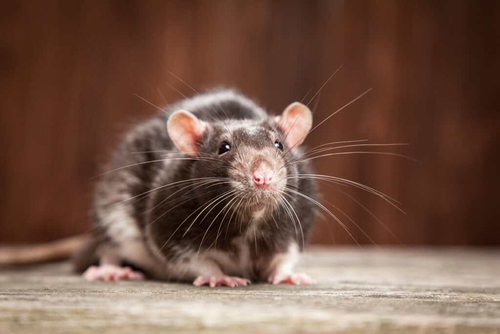 cute pet rat on a wooden background