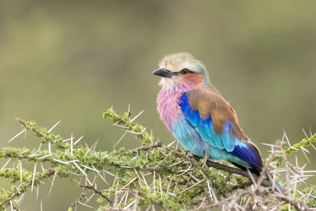 Lilac-breasted roller (Coracias caudatus) perched on an Acacia tree. Ndutu region of Ngorongoro Conservation Area, Tanzania, Africa