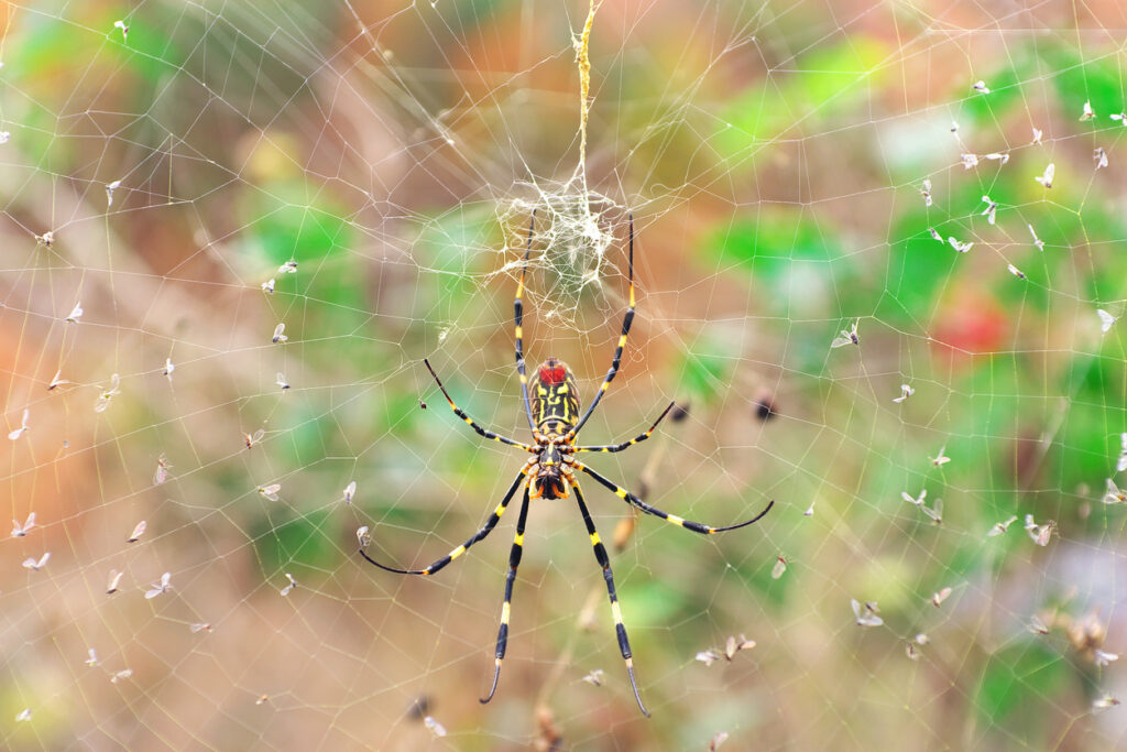 Colorful joro spider nephila clavata in its web in South Korea.