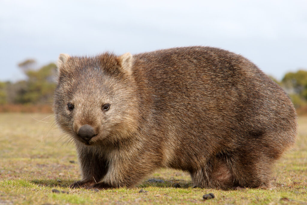 Close up of wombat in Narawntapu national park, Australia