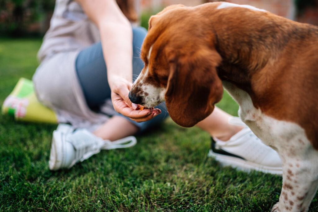 Close-up image of female person giving snack to a dog outdoors.