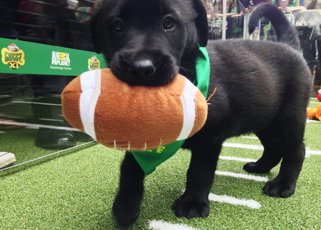 A black lab puppy holds onto a plush football at the "Puppy Bowl" in Phoenix, Arizona, January 29, 2015.