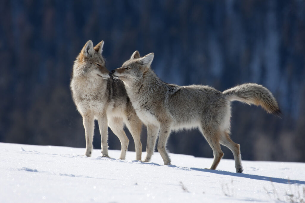 Walking across the snow a pair of male and female coyotes court each other in Yellowstone National Park, Wyoming.