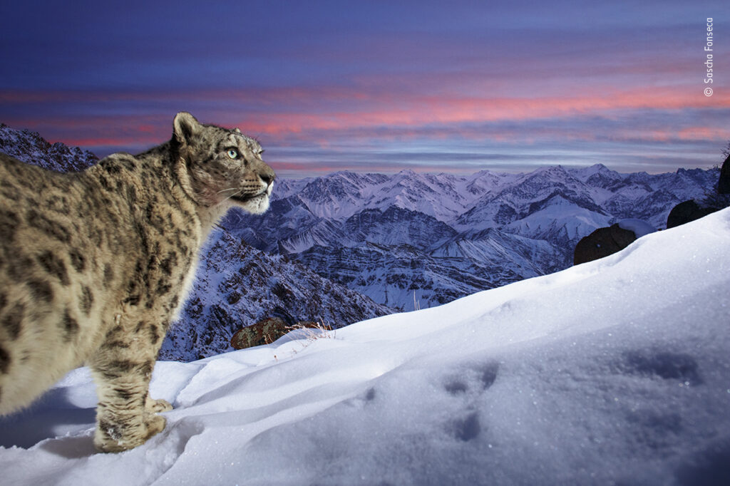 A beautiful snow leopard triggers my DSLR camera trap high up in the Indian Himalayas. I captured this image during a 3-year camera trap project. The mystery surrounding the snow leopard always fascinated me. They are some of the most difficult large cats — Sascha Fonseca, Wildlife Photographer of the Year People's Choice award winner