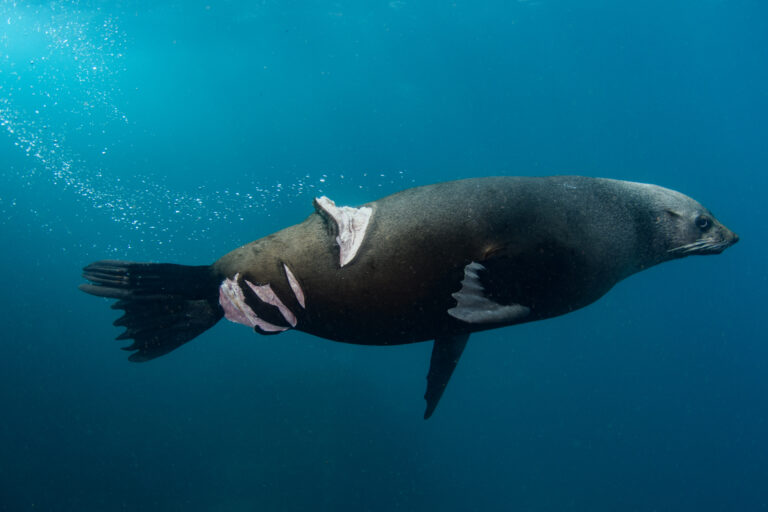 An Australian fur seal injured by a propeller in Port Kembla, Australia