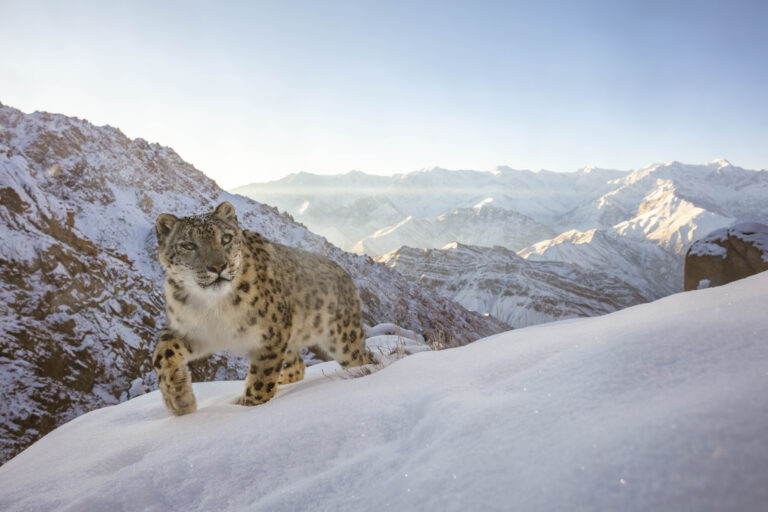 A beautiful snow leopard triggers my camera trap high up in the Indian Himalayas.