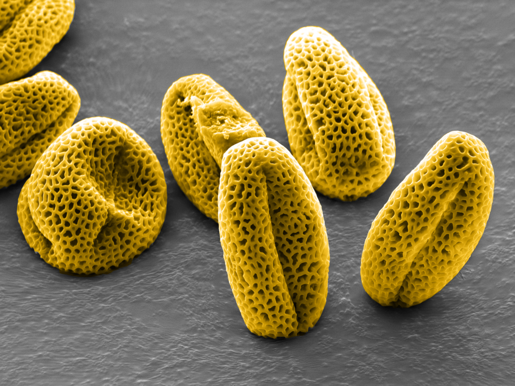 yellow grains of pollen are featured in one of the Koch Institute Image Awards winning shots