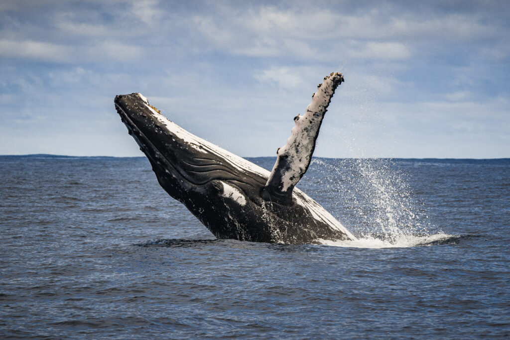 Close up of humpback whale breaching, spy hopping and surface activity while whale watching off a boat in the ocean