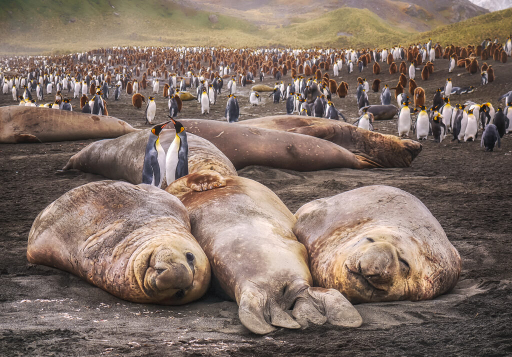 Two adult king penguins stand between large elephant seals on a black sand beach on South Georgia Island during breeding season.