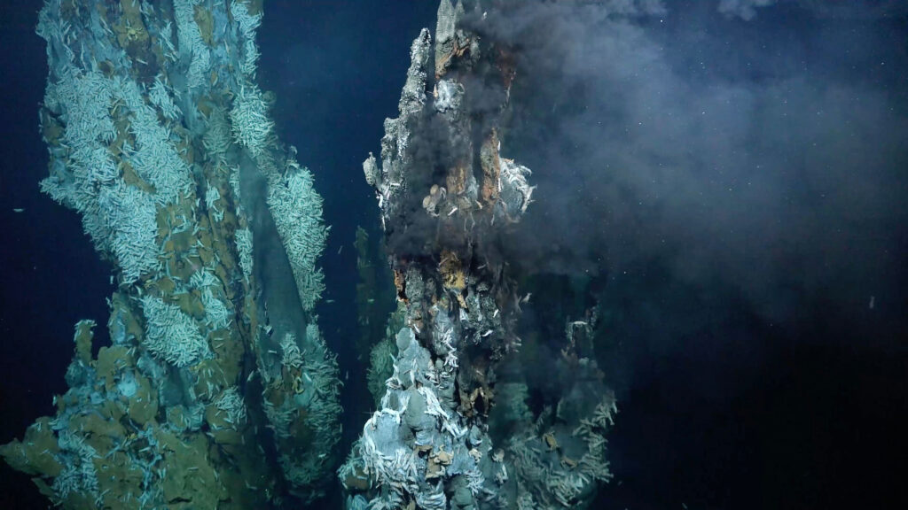 This high-temperature hydrothermal vent field was discovered during the expedition on Puy des Folles Seamount in the Mid-Atlantic Ridge, at approximately 2000 meters deep. Within hydrothermal vents, seawater chemically altered through water-rock interactions at high temperatures is expelled through geological formations called chimneys. These fluids can appear like hazy "smoke" and are enriched with certain chemical compounds that can provide sustenance for microbial growth in a process known as chemosynthesis. Many creatures at these sites - such as tube worms, mussels, or shrimps - usually have symbiotic relationships with chemosynthetic bacteria. The tallest black smokers chimney was about 20 meters high. Seen on Dive 491 - exploring the hydrothermal communities at Puy des Folles Seamount at the Mid-Atlantic Ridge.