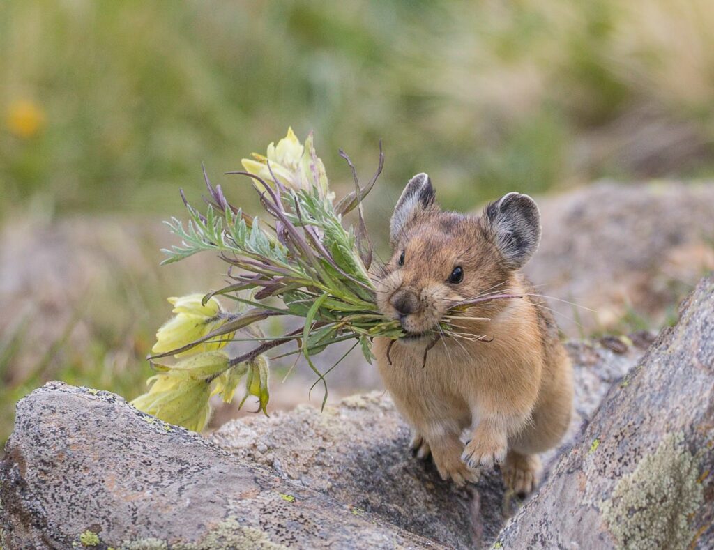 Flower Power - This Pika has clipped off flowers and is running to its secret storage hiding place to store them for a cold winter's day.