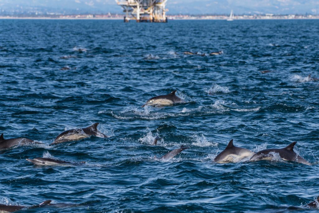 Energetic dolphin pod swimming and jumping in the ocean surface with oil platform in background in the Santa Barbara Channel.