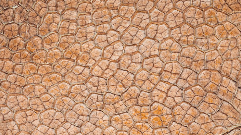 A close-up view of the texture of fish leather