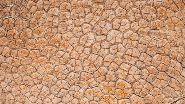 A close-up view of the texture of fish leather