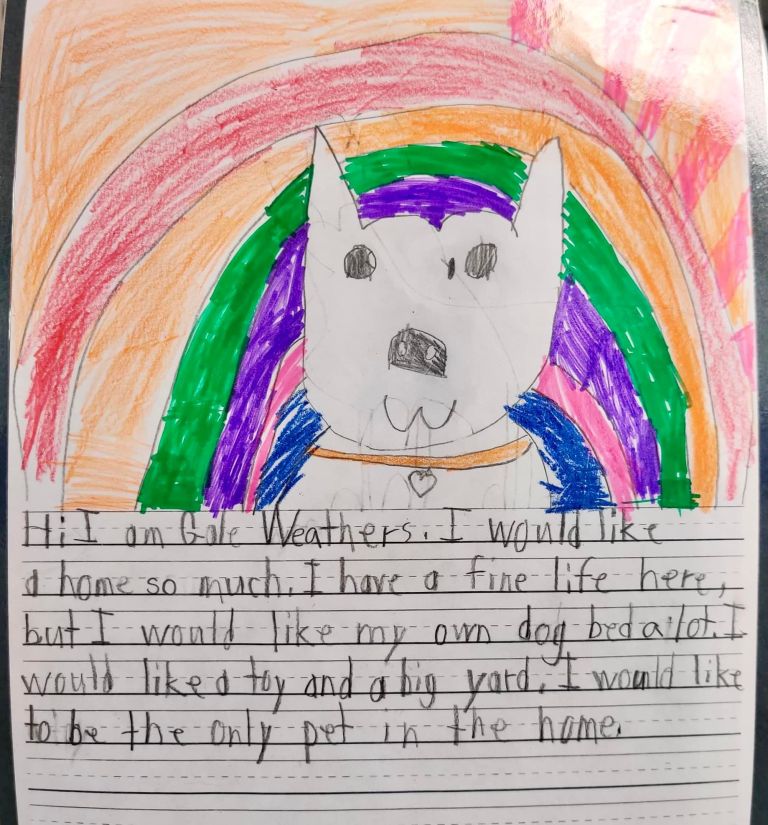 one of the letters written on behalf of shelter pets featuring a bright and cute drawing of a dog