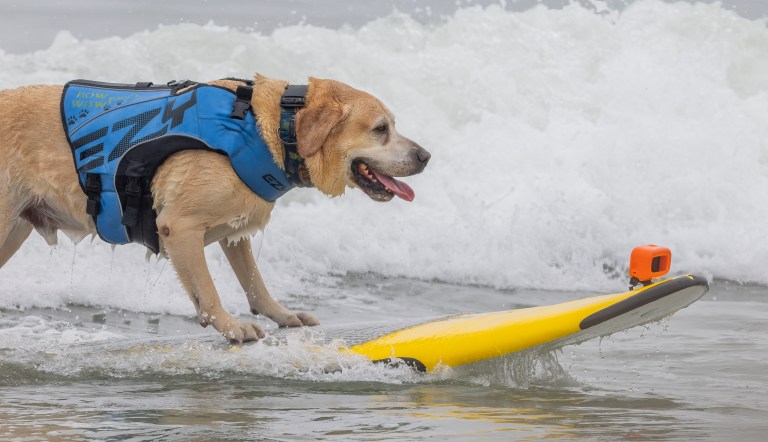 A smiling golden retriever stands up on a surfboard in the water