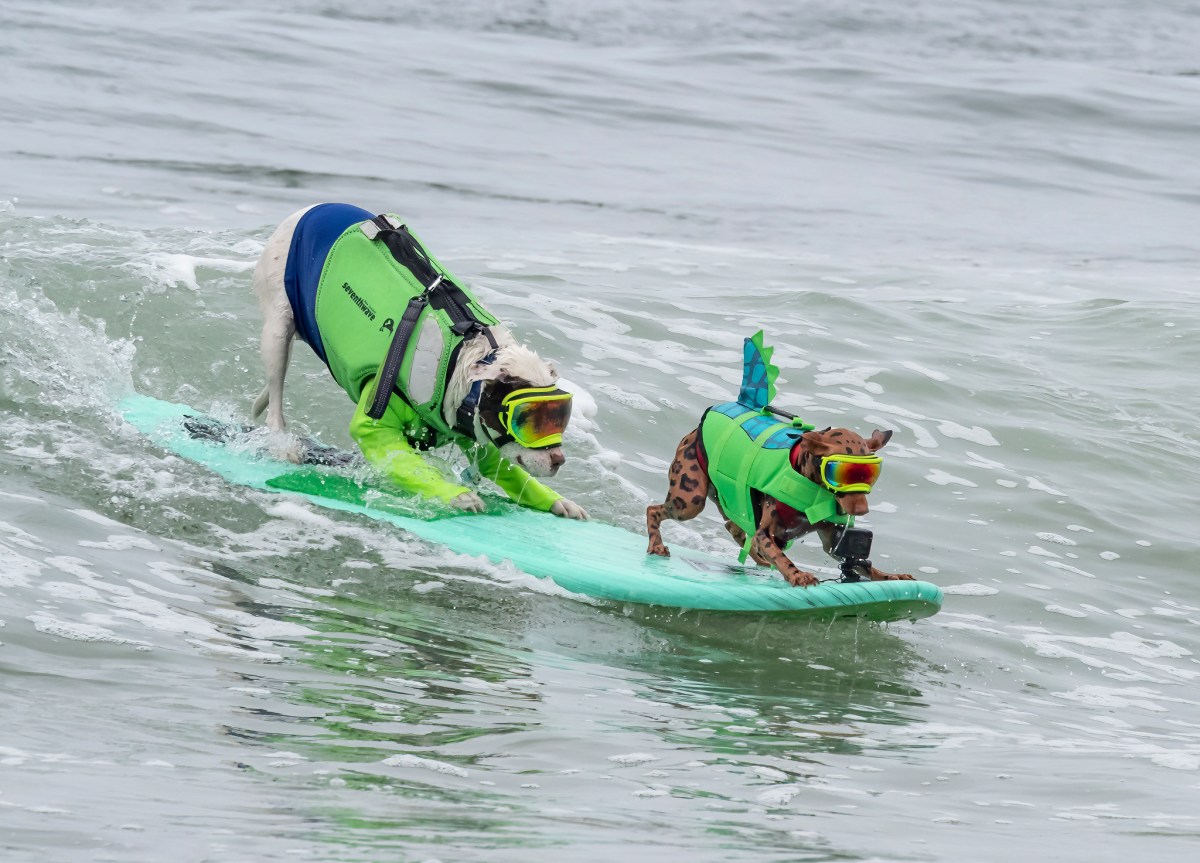 A big dog and a small dog wearing life vests and goggles ride tandem on a surfboard