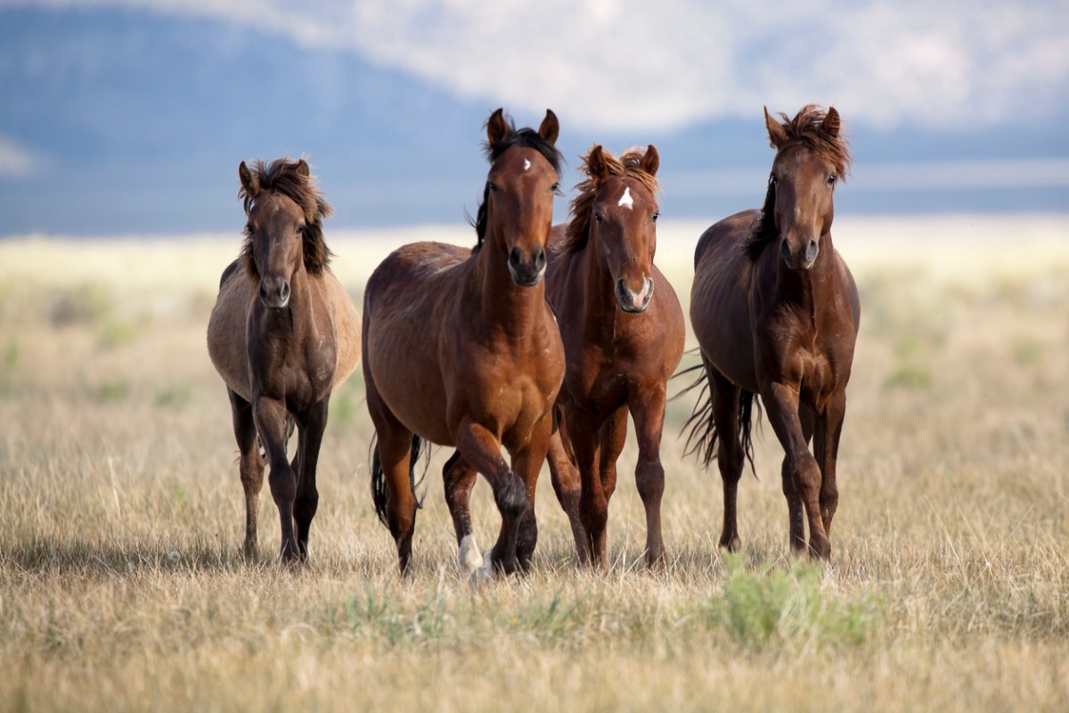 four brown wild horses on a plain face the camera mid-walk
