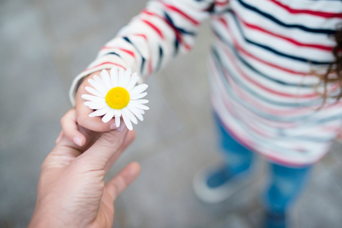 Parent's and child's hands exchanging a white flower