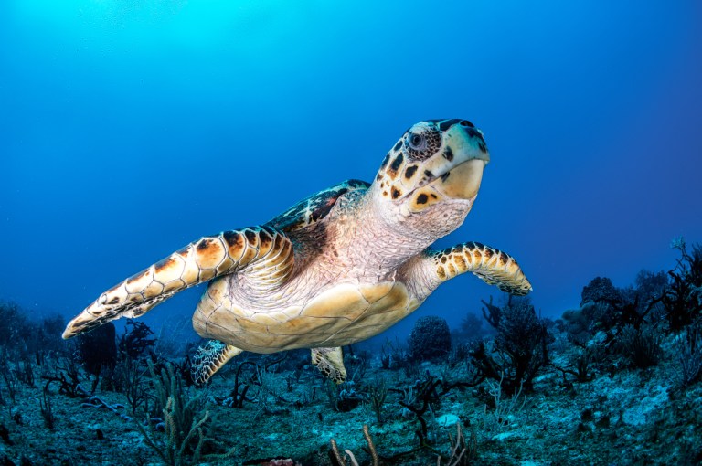 sea turtle